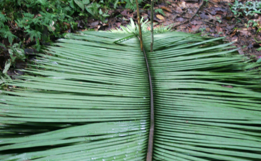 Selva Colombiana